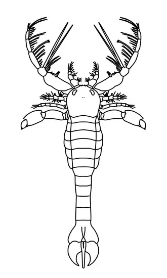 Megalograptus ohioensis (Megalograptidae)