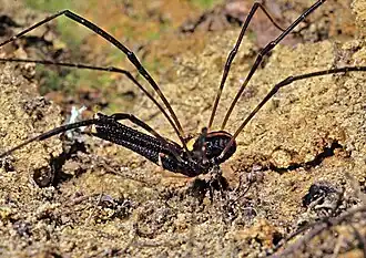 Description de l'image Megalopsalis-Long-Legged Harvestman (NZAC06001265).jpg.