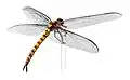 Meganeura monyi, un méganisoptère de 75&nbsp;cm d'envergure.