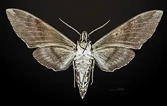 Revers du mâle MHNT