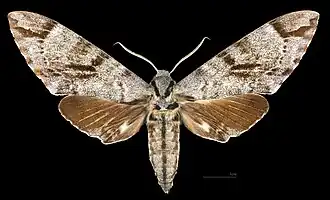 Meganoton analis scribae  avers du mâle