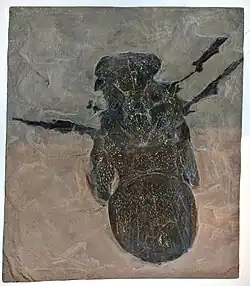 Moulage du fossile holotype de M.servinei, ici en exposition au Musée royal de l'Ontario.