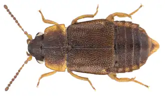 Description de cette image, également commentée ci-après