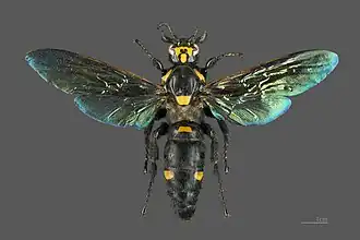 Description de cette image, également commentée ci-après