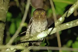 Description de l'image Megascops roraimae.jpg.