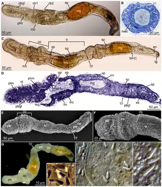 Meioglossus psammophilus, un Harrimaniidae