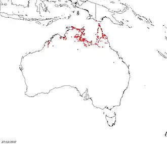 Description de l'image Melaleuca acacioides.jpg.