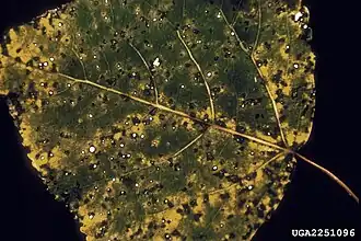 Description de cette image, également commentée ci-après