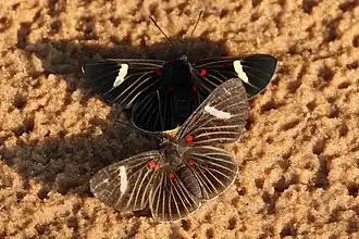 Description de cette image, également commentée ci-après