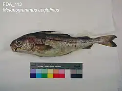 individu conservé en alcool.