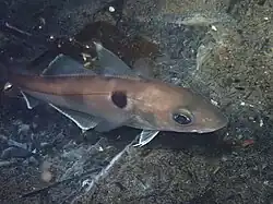 Jeune spécimen en Norvège.