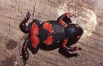 Description de l'image Melanophryniscus atroluteus.jpg.