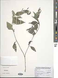 Melanthera scandens.