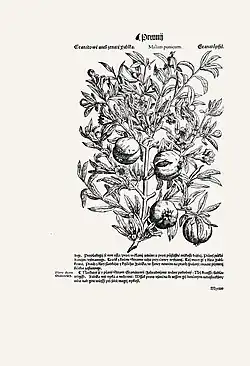 L'herbier de Pierandrea Mattioli, 1562