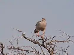 un autour unibande, posé au sommet d'un arbre mort, surveille les alentours