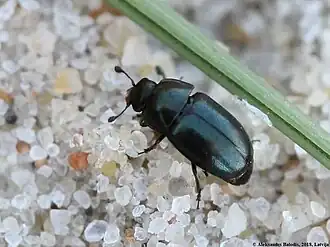 Description de cette image, également commentée ci-après