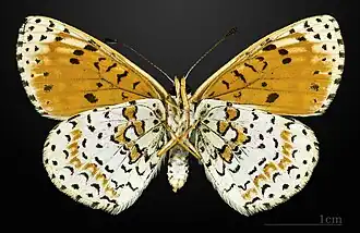 Revers de la femelle – MHNT