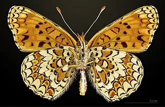 △ Revers du mâle.