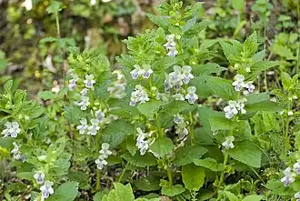 Mélitte à feuilles de mélisse