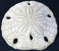 Fossile de Mellitella californica.