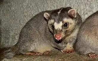 Blaireau-furet de Chine (Melogale moschata).