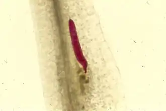 Description de cette image, également commentée ci-après