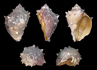 Melongena consors, un Melongenidae.