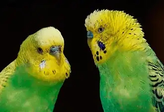 Photo de deux perruches ondulées, au plumage vert et jaune.