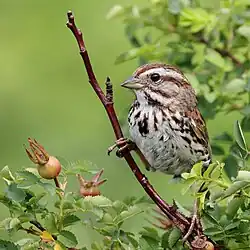 Bruant chanteur au Jardin botanique Roger-Van den Hende