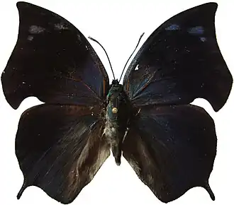 Description de cette image, également commentée ci-après