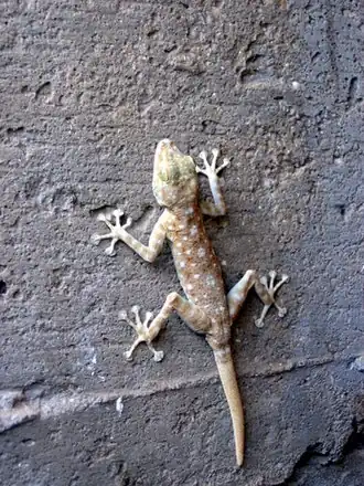 Description de l'image Menifanit.JPG.