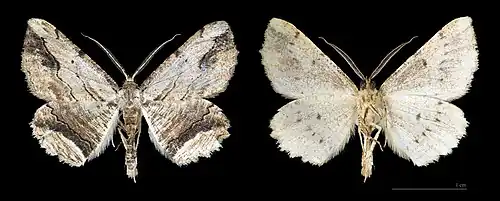 Menophra abruptaria vues dorsale et ventrale - Muséum de Toulouse