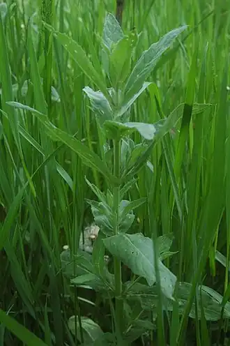 Description de l'image Mentha asiatica.jpg.