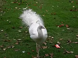 Pavo cristatus mutation alba (mâle).