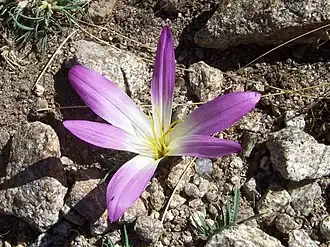 Description de cette image, également commentée ci-après