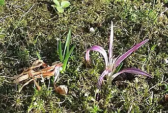 Fin de floraison et apparition des feuilles (automne).