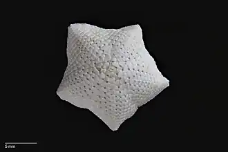 Meridiastra atyphoida.