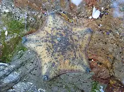 Meridiastra mortenseni.