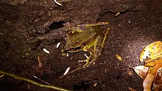 Description de l'image Meristogenys jerboa.jpg.