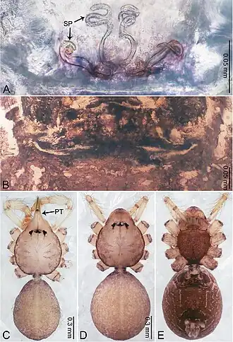 Description de l'image Merizocera mainling (10.3897-zookeys.961.53058) Figure 23.jpg.