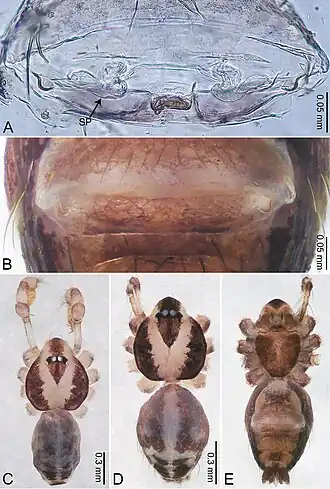 Description de l'image Merizocera peraderiya (10.3897-zookeys.961.53058) Figure 26.jpg.