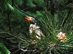 Merle d'Amérique juvénile.