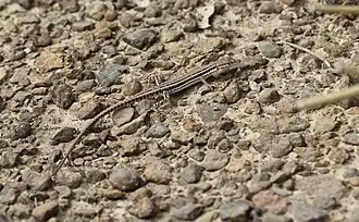 Description de l'image Mesalina adramitana.jpg.