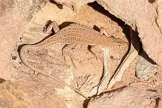 Description de l'image Mesalina bahaeldini.jpg.