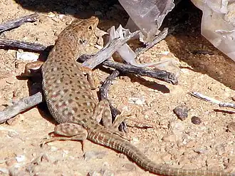 Description de cette image, également commentée ci-après