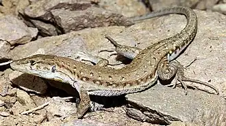 Description de l'image Mesalina watsonana.jpg.