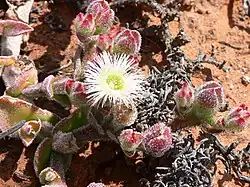 Mesembryanthemum crystallinum Namaqualand