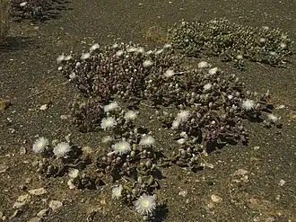Réserve naturelle de Goegap&nbsp;(en), Namaqualand, Cap-Nord, Afr. du Sud.