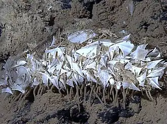 Possible Oloughlinius abyssale.