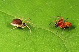 Description de l'image Mesh Web Weavers - Emblyna species, Leesylvania State Park, Woodbridge, Virginia.jpg.